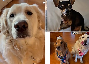 North Las Vegas Dog Walkers Little White Dog Co.