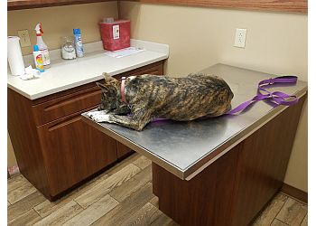 3 Best Veterinary Clinics in Lubbock, TX - Expert ...