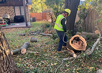 Dallas Tree Services Live Oak Tree Service