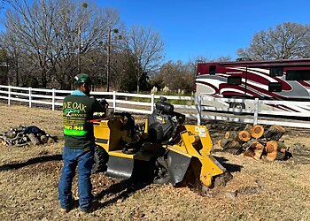 Dallas Tree Services Live Oak Tree Service