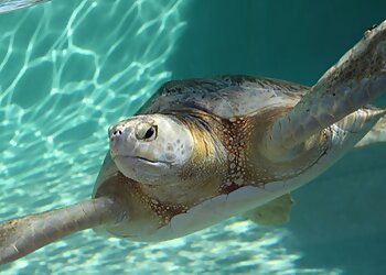 Chula Vista Places To See Living Coast Discovery Center