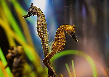 Chula Vista Places To See Living Coast Discovery Center