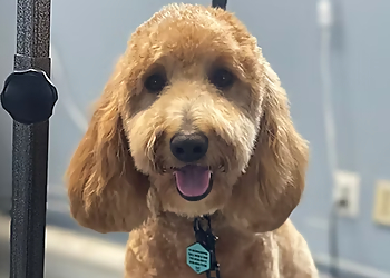 Durham Pet Grooming Livy’s Lavish Self Wash & Grooming