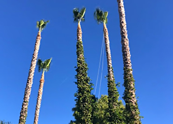 Oxnard Tree Services Lns Tree Service