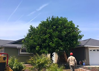 Oxnard Tree Services Lns Tree Service