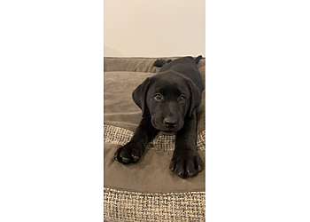 Richmond Veterinary Clinics Locke A. Taylor Veterinary Hospital