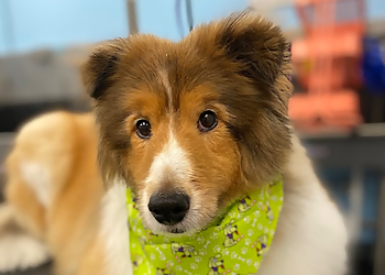 Fort Lauderdale Pet Grooming Lollipaws Grooming Services