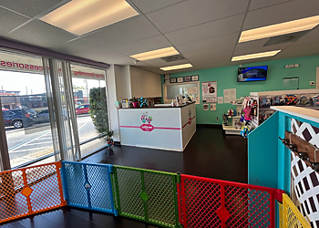 Lollipaws Grooming Services Fort Lauderdale Pet Grooming image 1