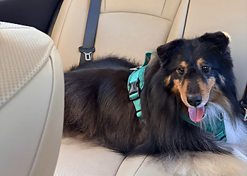 Albuquerque Pet Grooming Lollipups Grooming