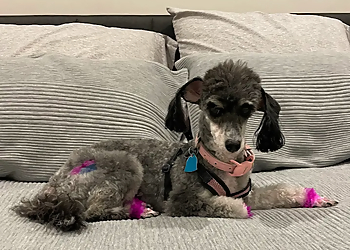 Albuquerque Pet Grooming Lollipups Grooming