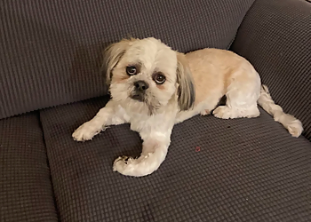 Albuquerque Pet Grooming Lollipups Grooming