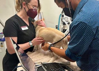 Long Beach Veterinary Clinics Long Beach Animal Hospital