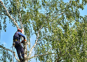 Pasadena Tree Services Lopez Tree Service