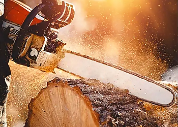 Pasadena Tree Services Lopez Tree Service