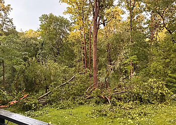 Lopez Tree Services - Alexandria, VA Tree Services - Maintenance Service Image