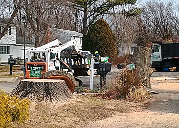 Lopez Tree Services - Alexandria, VA Tree Services - Service Image