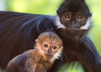 Los Angeles Places To See Los Angeles Zoo and Botanical Gardens