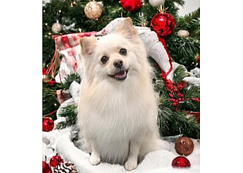 Riverside Pet Grooming Lots O Love Pet Wash Center