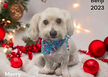 Riverside Pet Grooming Lots O Love Pet Wash Center