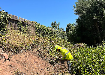 Santa Ana Tree Services Louis Mc Tree & Landscaping Services