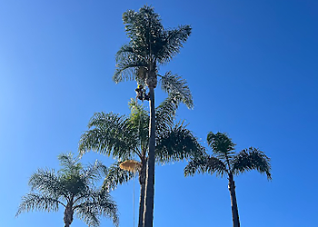 Santa Ana Tree Services Louis Mc Tree & Landscaping Services