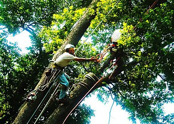 Louisville Tree Services Louisville Tree Service, LLC