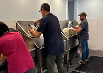 St Petersburg Pet Grooming Love My Dog Grooming