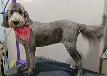 St Petersburg Pet Grooming Love My Dog Grooming