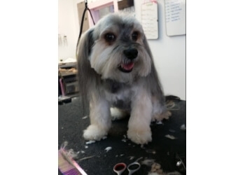3 Best Pet Grooming in Cape Coral, FL - Expert Recommendations