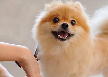 Loved Up Pup Dog Grooming Boise City Pet Grooming image 1