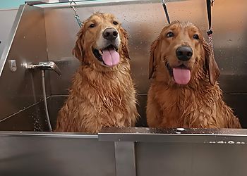 Hollywood Pet Grooming Lovely hounds Pet grooming