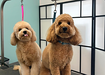 Hollywood Pet Grooming Lovely hounds Pet grooming