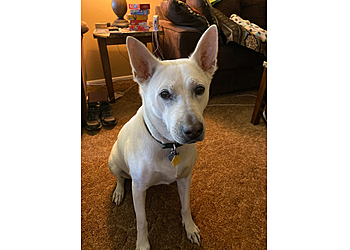 Glendale Veterinary Clinics Lovet Pet Health Care Arrow