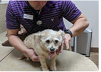 Surprise Veterinary Clinics Lovet Pet Health Care White Tanks