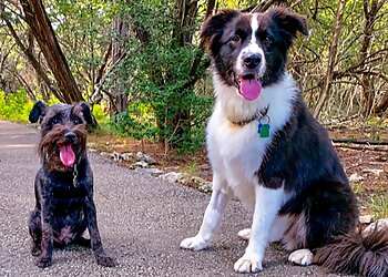 Austin Dog Walkers Loving Pet Care