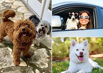 Austin Dog Walkers Loving Pet Care