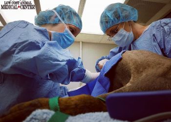 New Orleans Veterinary Clinics Low Cost Animal Medical Center