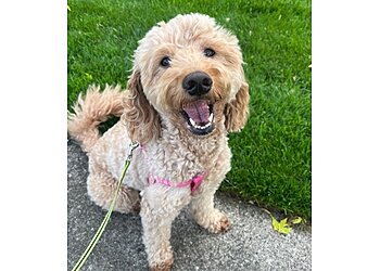 Detroit Dog Walkers Loyal Dog Club