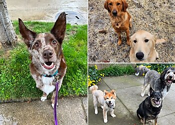 Detroit Dog Walkers Loyal Dog Club