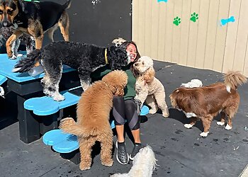 San Jose Dog Walkers Lucky Buddies Pet Sitting