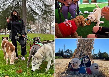 San Jose Dog Walkers Lucky Buddies Pet Sitting