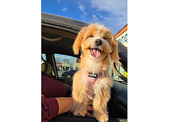 Torrance Pet Grooming Lucky Dawg Salon Pet Services