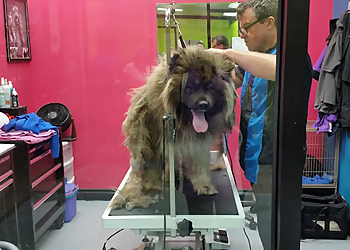 Torrance Pet Grooming Lucky Dawg Salon Pet Services