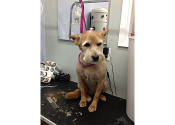 3 Best Pet Grooming in Austin, TX - ThreeBestRated