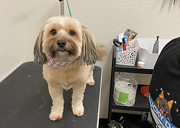Roseville Pet Grooming Lucky Dog Grooming & Day Care