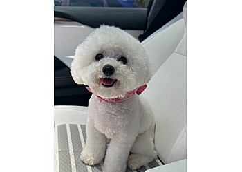 Huntington Beach Pet Grooming Lucky Paws Grooming