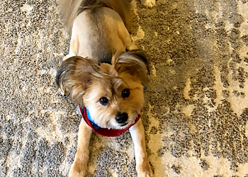 Huntington Beach Pet Grooming Lucky Paws Grooming