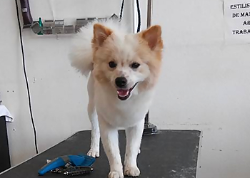 Pomona Pet Grooming Lucky Pets Grooming Salon