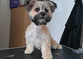 Pomona Pet Grooming Lucky Pets Grooming Salon