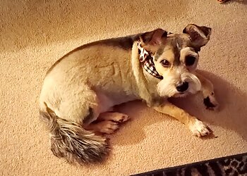 Shreveport Pet Grooming Luckys Yellow Rubber Ducky Inc